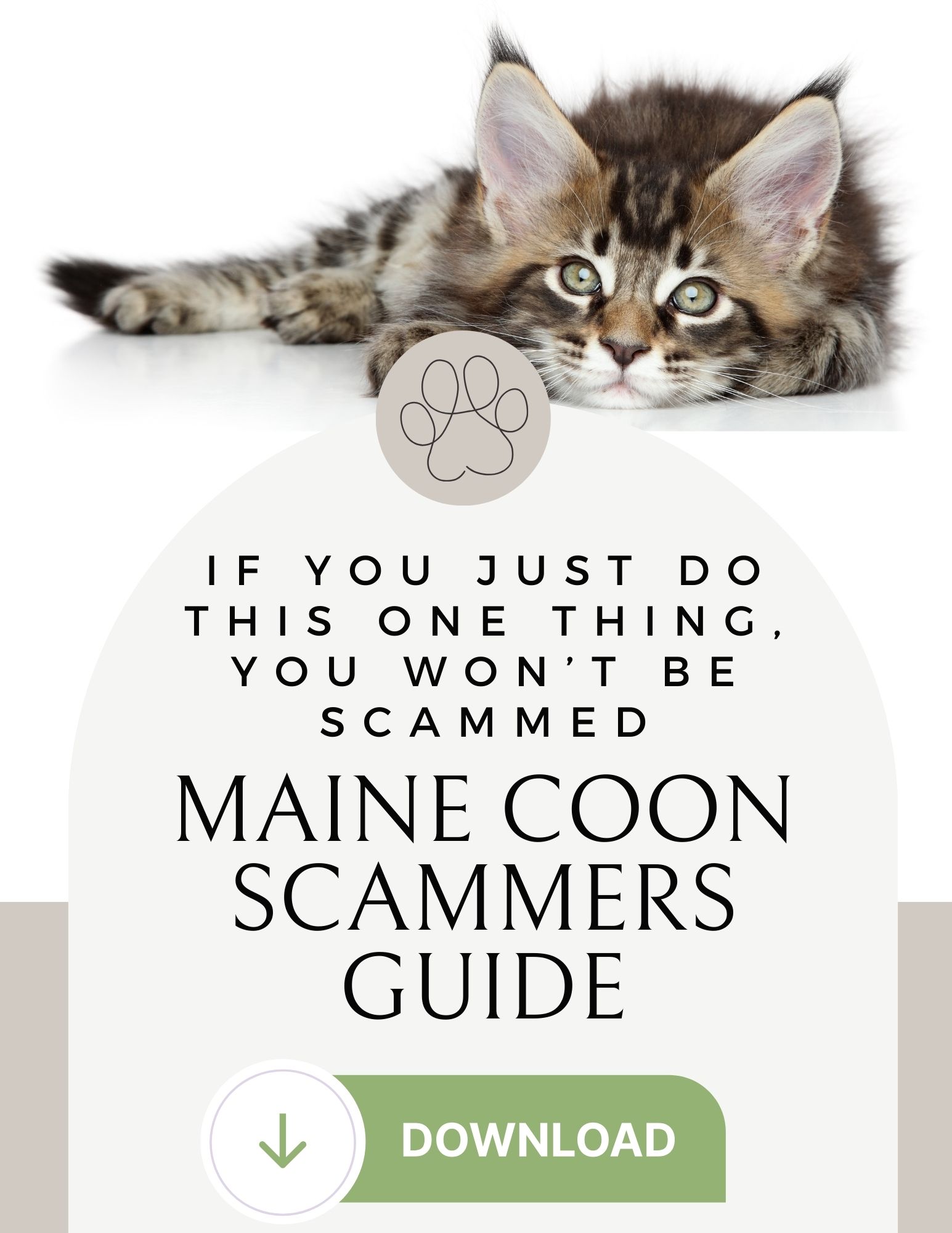 maine coon kitten scammers guide