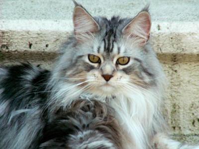Murphy closeup gorgeous silver purebred maine coon cat.