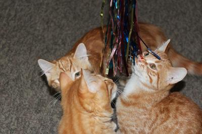 Kittens