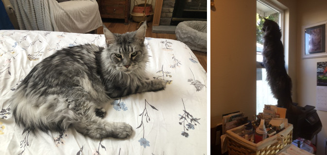 two silver maine coon cats