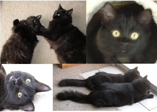 Jagermister and Journey! two black cats brothers