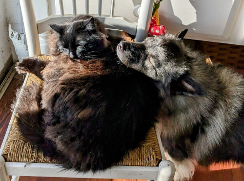fluffy black cat and dog cuddling together