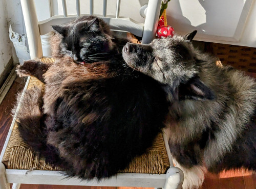 Poe and Luna Lu fluffy black cat and dog cuddling together