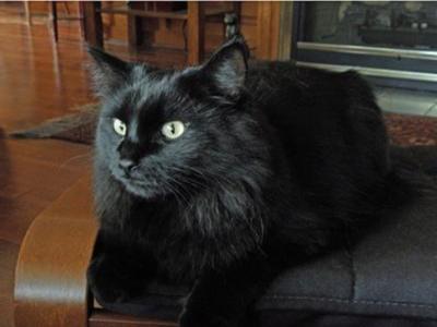 jimmie the black maine coon