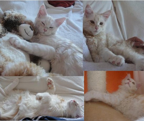 Marley! silver tabby white purebred maine coon kitten