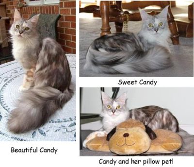 purebred silver patch tabby with white maine coon