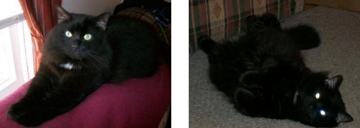 black maine coon cat