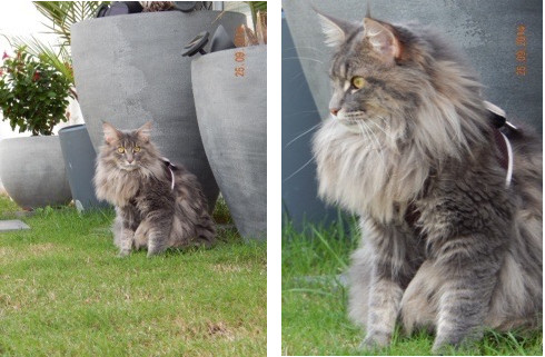 Samson