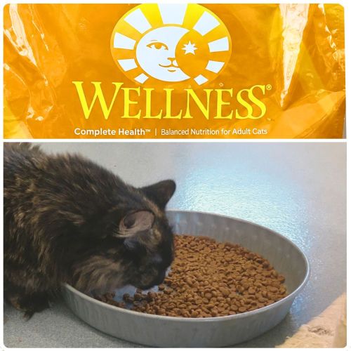 Long-haired cat eating dry food from a metal dish, with a close-up of the Wellness Complete Health bag label above.