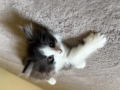 Maybe Mix Kitten cute sleeping tabby and white kitten.