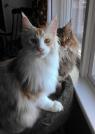 Moxie & CJ