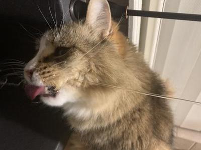 cat licking water