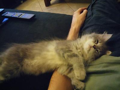 cute sleepy gray kitten on a lap.