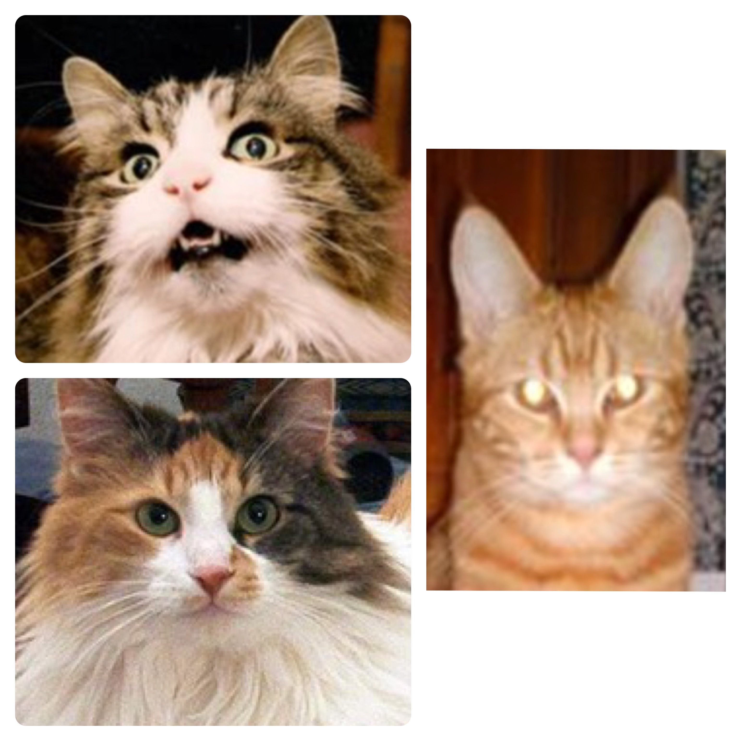 Tigger, Zoe and Duke collage of 3 cat photos