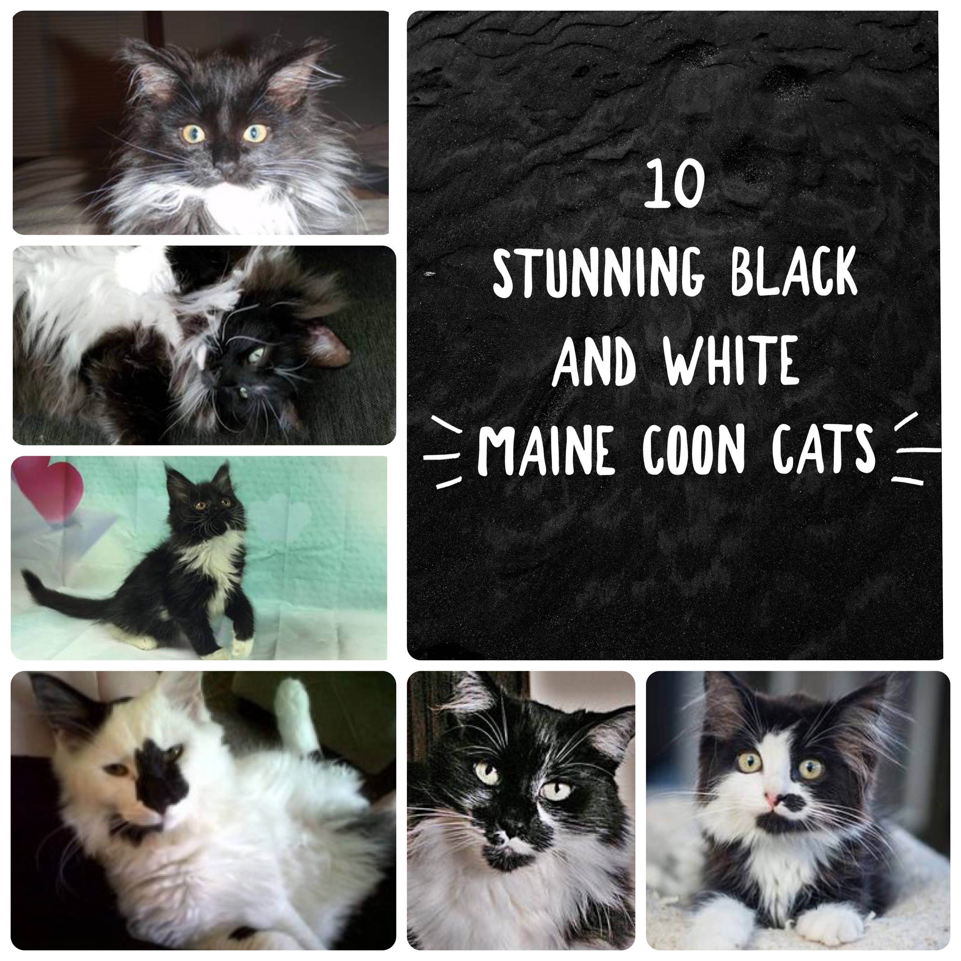 collage of black and white maine coon cats