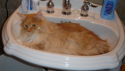 Leo the big Maine Coon in the bathroom sink Leo the big maine coon in the bathroom sink