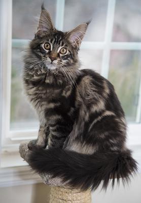 Luigi cute brown maine coon kitten