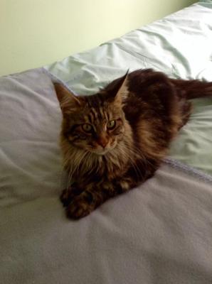 pretty brown maine coon with distinct ear tufts on a bed.