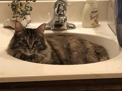 maine coon cat sitting in sink