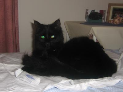 sam