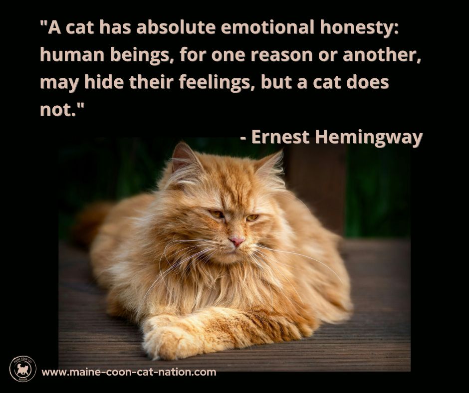 a cat has emotional honesty ernest hemingway quote with red maine coon on dark mysterious background