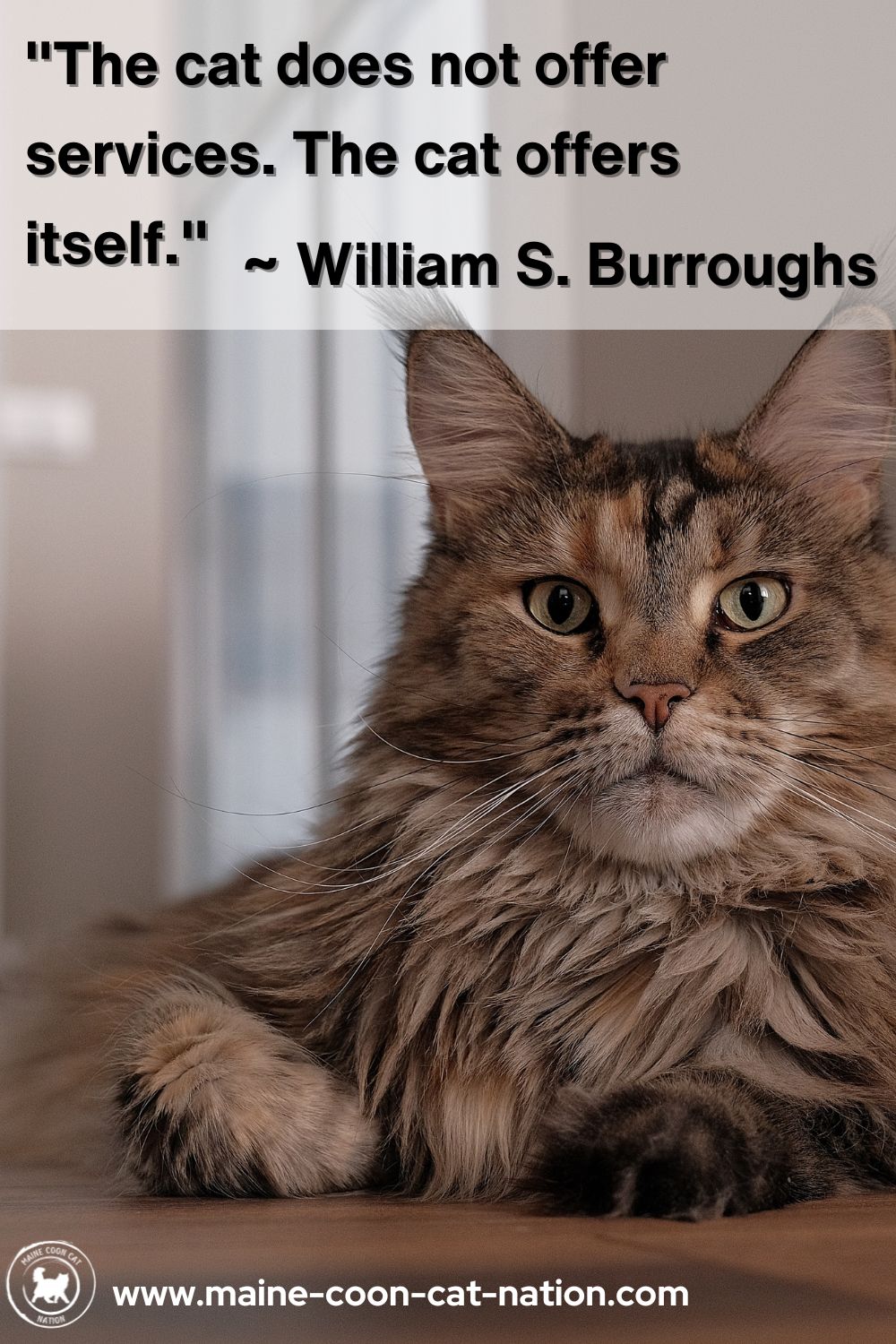 a cat offers itself quote
