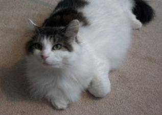 Abbie