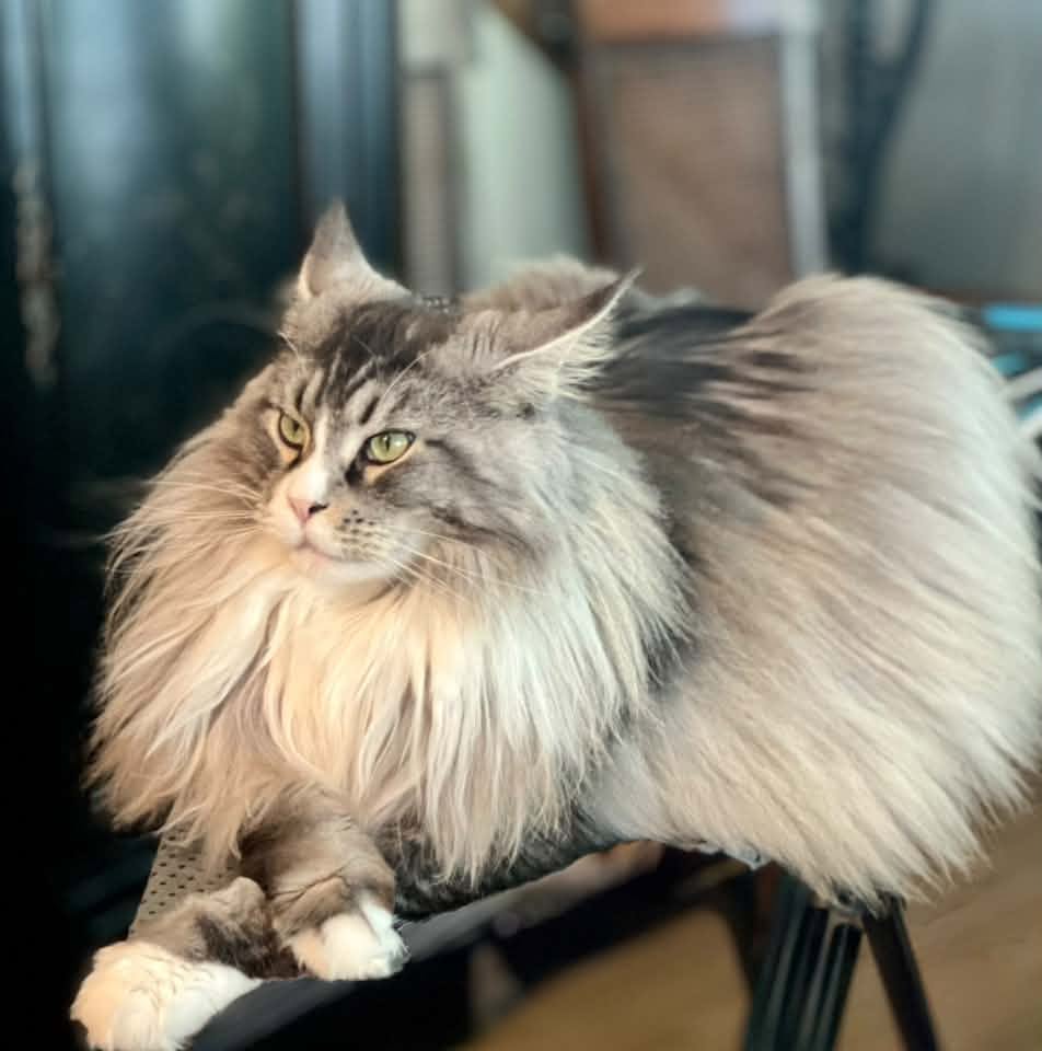 blue silver Maine Coon cat with paws crossed. blue silver Maine Coon cat with paws crossed.