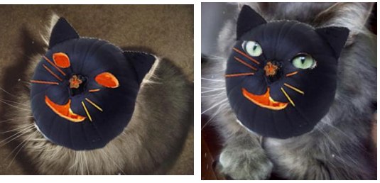 Abby! abby the maine coon wearing a halloween mask