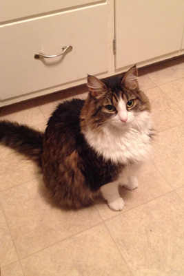 brown tabby and white maine coon cat posing