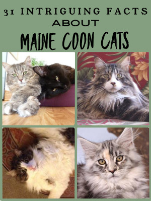 31 Facts About Maine Coons