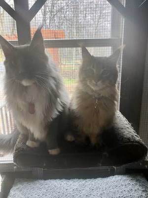 Ace Gigantor & Frisco Bay two coonies side by side in a windowsill.