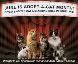 Adopt a Shelter Cat Month