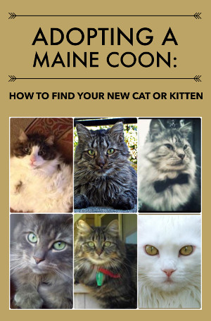 adopt a maine coon