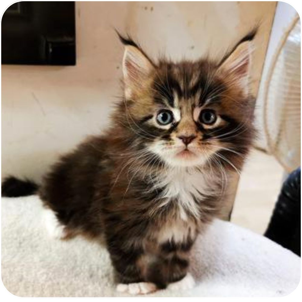 adorable young tabby patch maine coon kitten with a white bib.