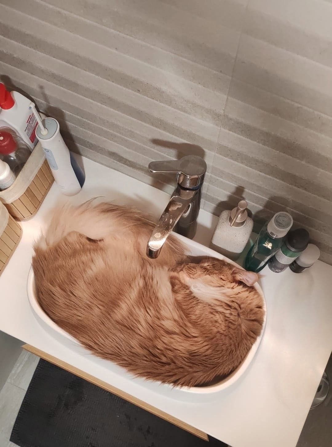 Orange Maine Coon curled up asleep in a bathroom sink.