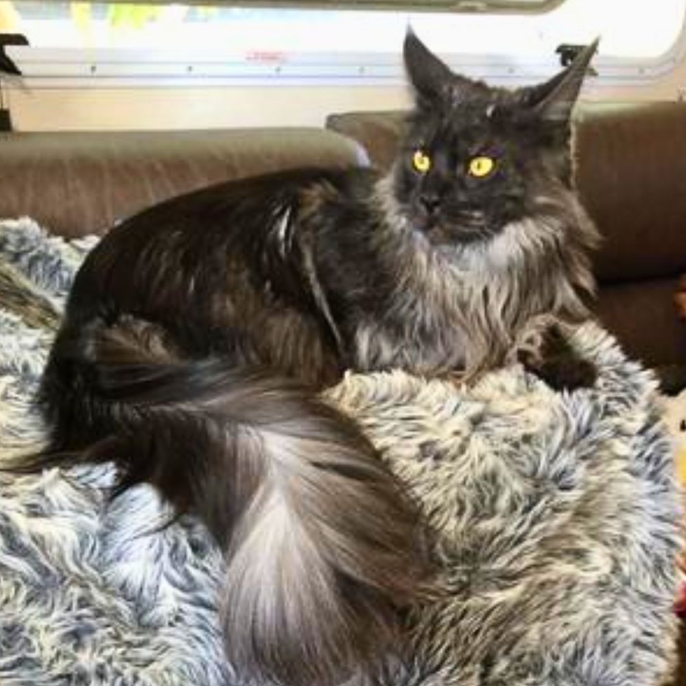 Georgina gorgeous longhaired black smoke maine coon cat.