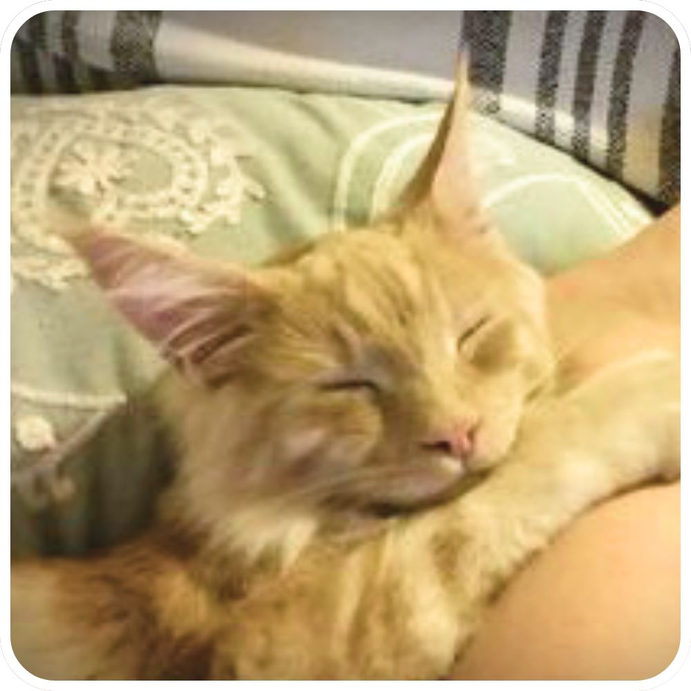 happy affectionate cat cuddling