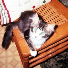 little tabby and white kitten sitting on table