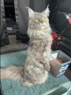 silver tabby longhaired cat sitting up like a meerkat.