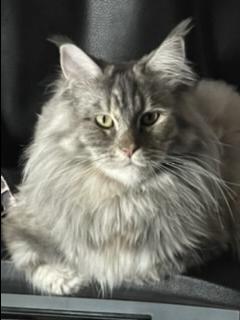 Akira fluffy silver tabby maine coon.