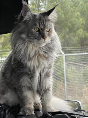 silver maine coon cat sitting pretty silver maine coon cat sitting pretty
