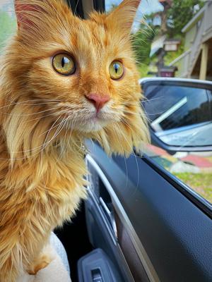 Alani red maine coon kitty going for car ride