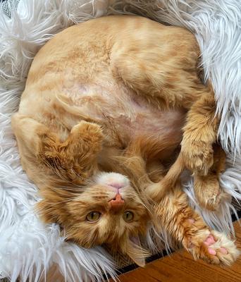 Alani, a Purebred Ginger Female Maine Coon With Her Lion Cut ginger female cat curled up on bed with lion cute