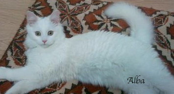 Little Alba Is A White Maine Coon kitten Little Alba Is A White Maine Coon kitten