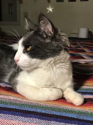 profile closeup of cute gray and white cat