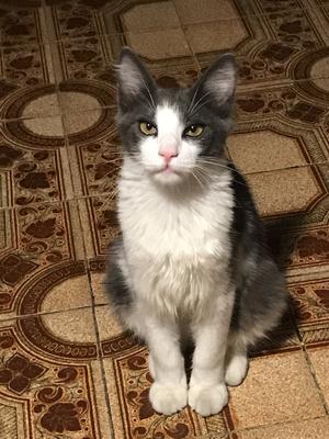 gray and white cat sitting in kitchen