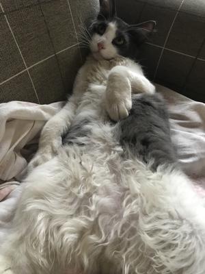 white and gray cat laying belly up