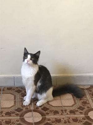 gray and white cat sitting on floor