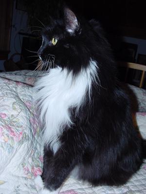 Alexpurr